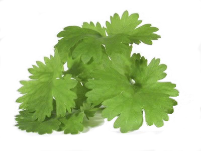 cilantro